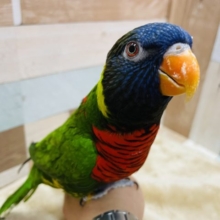 おしゃべり大好き☆ゴシキセイガイインコ！
