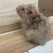 フサフサ！！　サテンハムスター！男の子