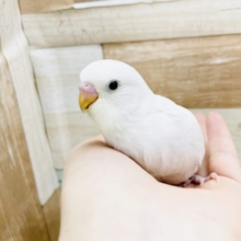 真っ白な美人さん✨セキセイインコヒナ(ダブルファクター)