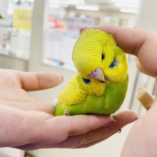 超ホヤホヤ最新画像☆かきかき大好き♥️ご飯くれぇ〜！！ジャンボセキセイインコヒナ(スパングル)