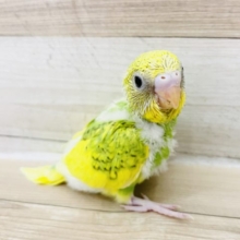 わた毛パンツが激かわ♥セキセイインコヒナ(スパングルパイド)