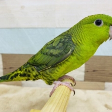 くりっとした目が可愛すぎます！久々にやってきました〜サザナミインコノーマル