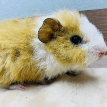 もふもふのちぢれ毛ちゃん♪テディモルモット男の子