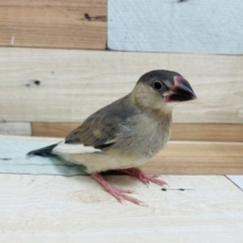 大きく成長しましたよ〜♪ 定番人気！桜文鳥さん！