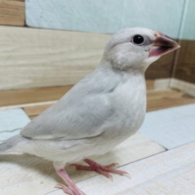 立派に成長してますよ☆　シルバー文鳥ですよ～～
