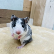 最新画像アップしました！砂浴び大好き☆ドミノハムスターの男の子！