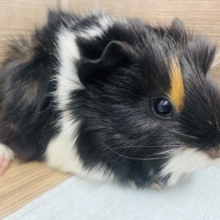 くるんくるん毛並みの！モルモット　アビシニアン！