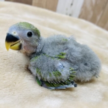 元気いっぱい☆コザクラインコのノーマルカラー！