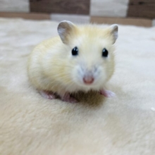 手を差し出すと寄ってきます☆イエロープディングハムスターの男の子！