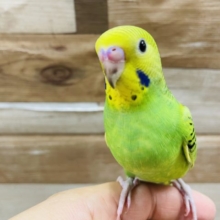 最新画像有り☆成長楽しみなヒナさん☆セキセイインコのオパーリンカラー！