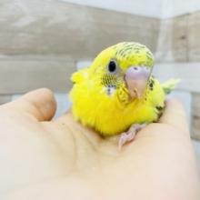 なぜ寄り添うの…？？セキセイインコヒナ(ハルクイン)