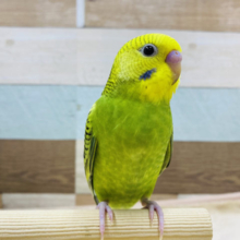 ヒナ餌卒業☆カメラ目線バッチリ！！セキセイインコオパーリン