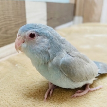 ヒナ餌卒業☆マメルリハインコのブルーファローカラー！