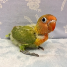 ヤマブキボタンインコ　２０２１年１１月生まれ