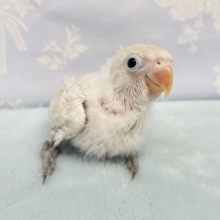 シロボタンインコ　２０２１年１１月生まれ