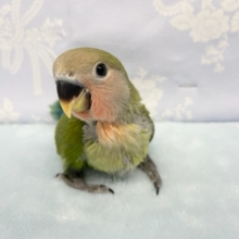 小桜インコ（ノーマル）　２０２１年１１月生まれ