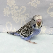 ジャンボセキセイインコ（ブルー系）　２０２１年１０月生まれ