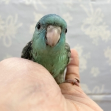 サザナミインコ（ブルー）　２０２１年１１月生まれ