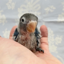 ブルーボタンインコ　２０２１年１１月生まれ