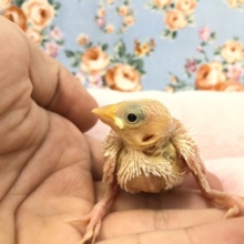 白文鳥も入舎しました！　R3　１２／８撮影