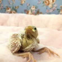 白文鳥ちゃんが入舎です　R3　１２／１５撮影