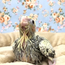 嚙みそうになります(笑)　オカメインコパールパイド　　R３　１２／２４撮影