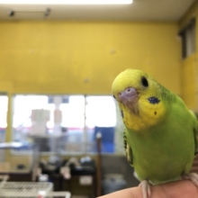 セキセイインコオパーリン入舎！　R3　１２／８撮影