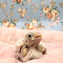 人気カラー文鳥入舎　　R3１２／２９撮影