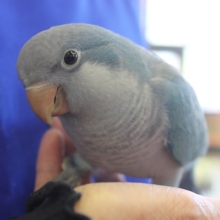 ニギコロ出来ます♩オキナインコさんです(*^^)v