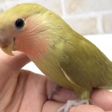 ヒナ餌卒業してます。綺麗な色の小桜インコシナモン