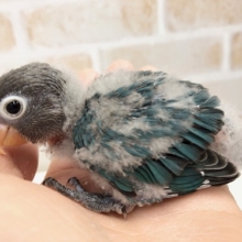 ちびっ子来ました！ブルーボタンインコ