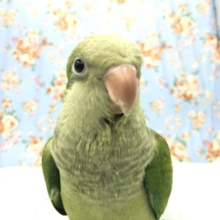 流山店からのお知らせ！！　　中型インコフェア開催！