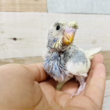 カッパみたいな頭！？梵天セキセイインコヒナ(パステルレインボーパイド)