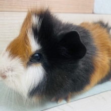 くるくるくるっ！巻き毛っこ モルモット アビシニアン！男の子