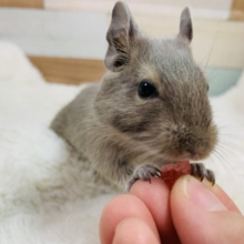 積極的♪デグー(ブルー)ちゃん♡