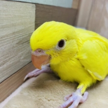 ちょっと控えめな性格です☆ワカケホンセイインコのルチノーカラー！