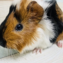 左右で雰囲気ガラｯ！！ モルモット アビシニアン 男の子！