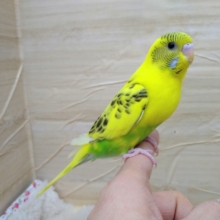 いつでもかまって欲しい！セキセイインコ「キハルクちゃん」いますよ〜