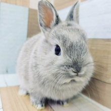 なでなで大好き💕なネザーランドドワーフラビットさん(グレー)入荷しました☆