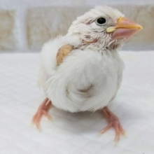 これからの成長が楽しみ～☃️ 白文鳥