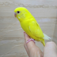 鮮やかな黄色！セキセイインコの「レモンちゃん」いますよ〜