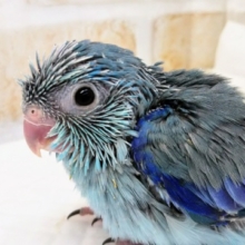 クリクリおめめがキュート マメルリハインコ(ブルー)