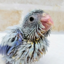 くすみブルー👍 マメルリハインコ(アメリカンホワイト)