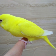 鮮やかな黄色セキセイインコ「キミちゃん」いますよ〜