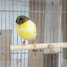 頭やばめだよ、グロスターカナリア。