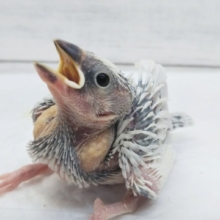 🐣鮮やかシルバー🐣 シルバー文鳥