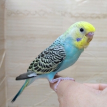 美カラーです！セキセイインコの「パインちゃん」いますよ〜