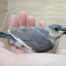 ちょっと安心サイズ？な桜文鳥さんいますよ〜