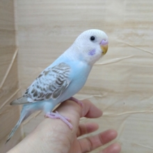 あわ〜いカラーがステキです！セキセイインコの「ラテちゃん」いますよ〜