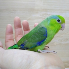 緑が鮮やか！マメルリハの男の子「マメちゃん」来ましたよ〜